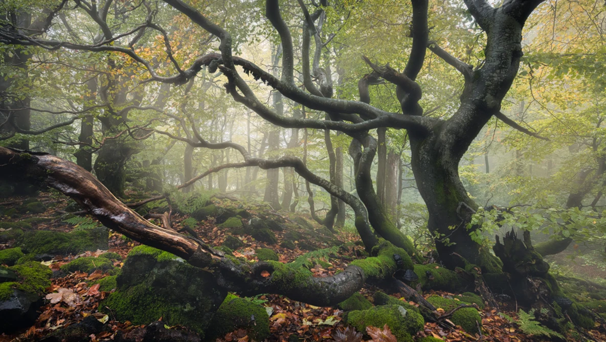 Gnarled tree with sprawling branches in misty forest surrounded by moss-covered logs and fallen leaves.