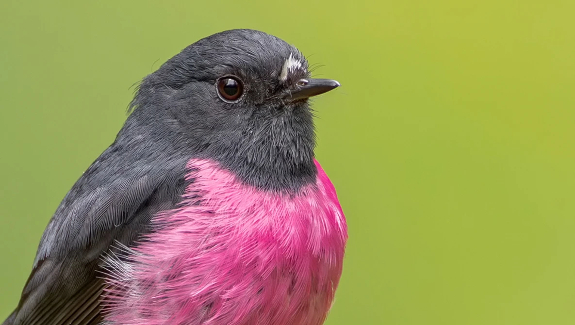 Small bird with dark gray head and bright pink breast against a green background.