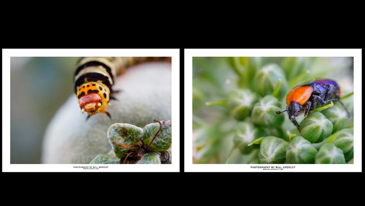 Two macro photographs of ladybugs on plant stems and foliage displayed side by side.