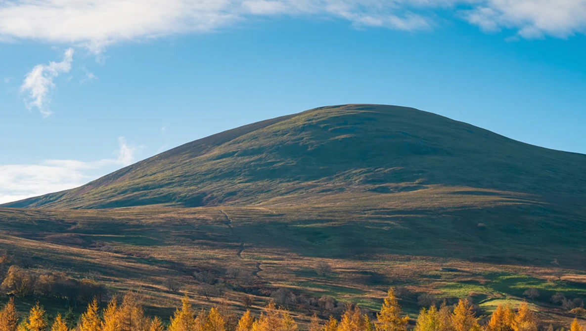 Rounded mountain slope with golden larch trees in foreground under blue sky with clouds.
