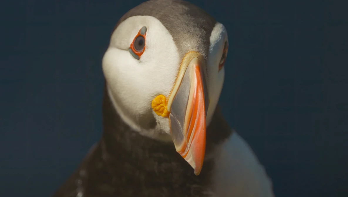 Close-up portrait of a puffin with white face, dark gray back, and distinctive orange beak against blue background.