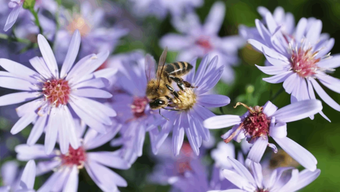 Bee collecting pollen from purple and white aster flowers in bright natural light.