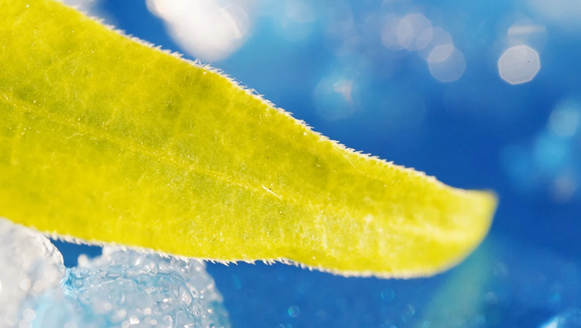Close-up of a yellow leaf with water droplets against a blurred blue sky background.