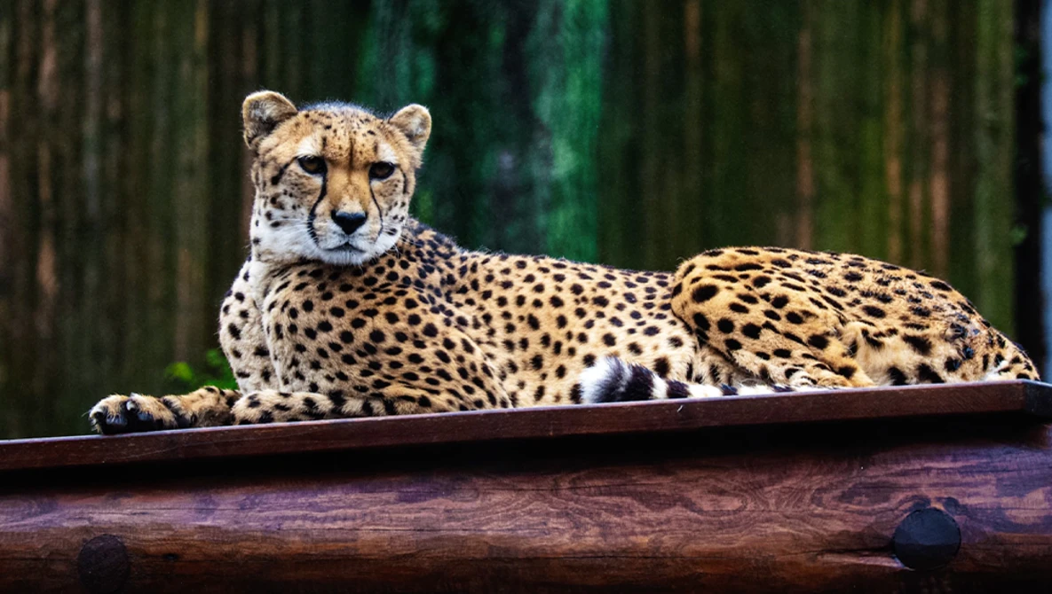 Cheetah resting on a wooden log with blurred green foliage in the background.