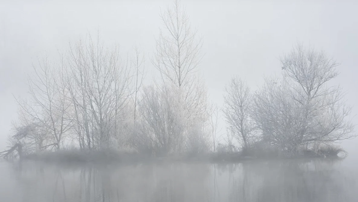 Bare trees reflected in still water shrouded in heavy fog.