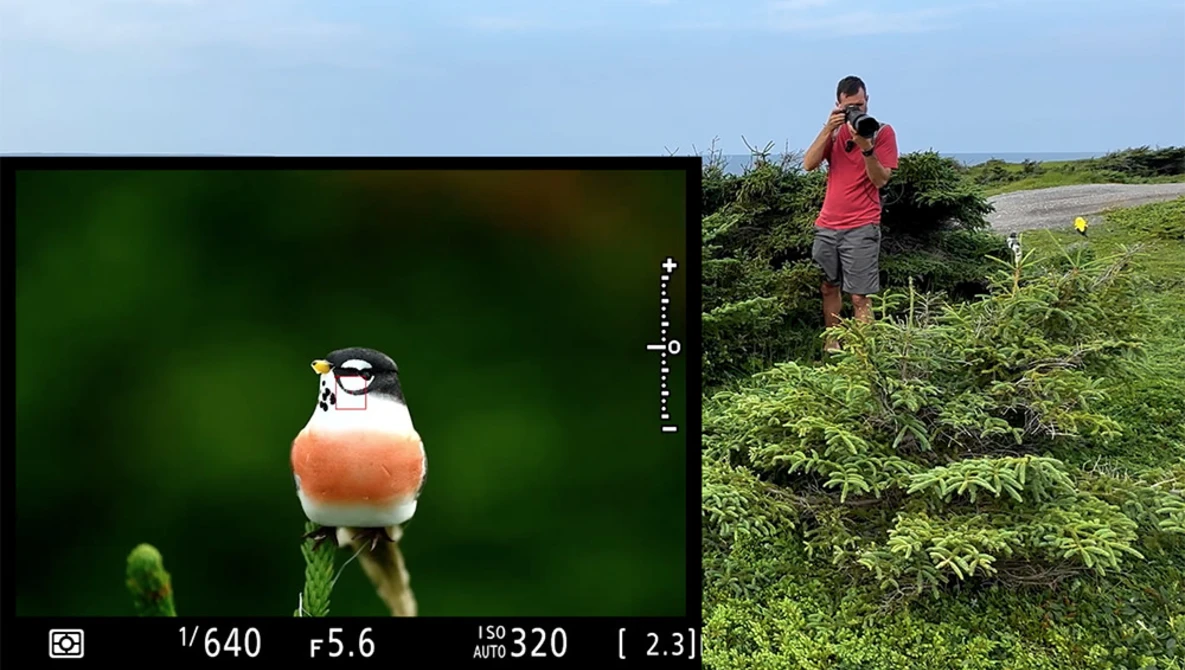 Camera viewfinder display showing orange bird perched on green stem with field photographer visible in background.