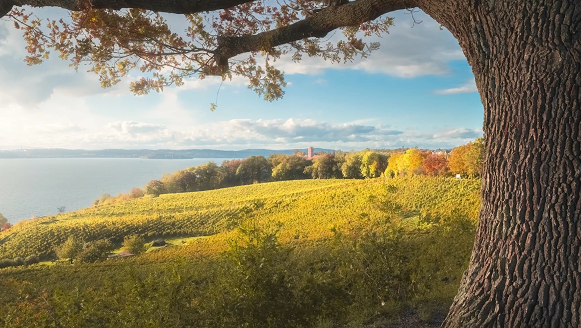 Gnarled tree trunk framing a sunlit vineyard sloping toward a calm lake under partly cloudy sky.