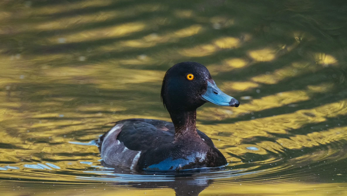 Dark-headed duck swimming in sunlit water with golden reflections and tree shadow patterns.