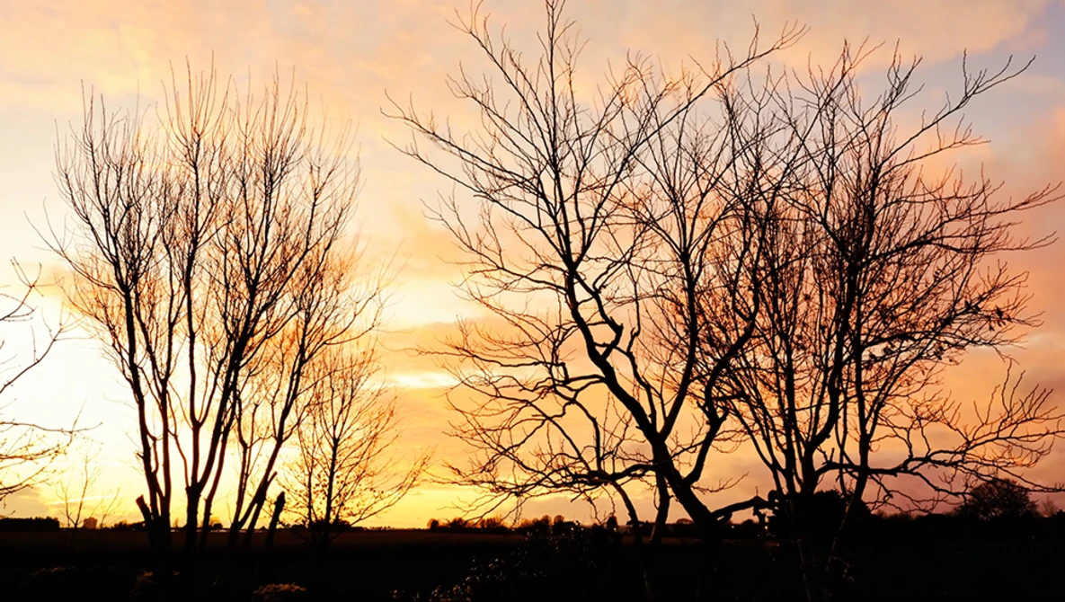 Silhouetted bare trees against a golden sunrise or sunset sky with warm orange and yellow hues.