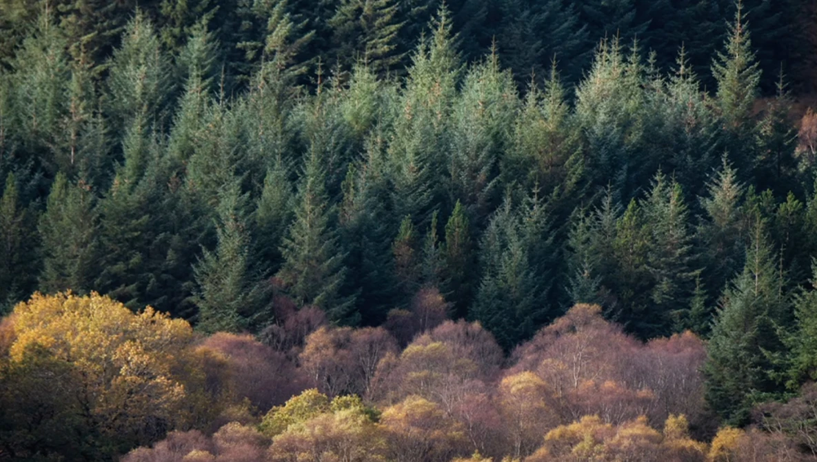 Coniferous forest backdrop with deciduous trees in autumn transitioning from golden and brown foliage.