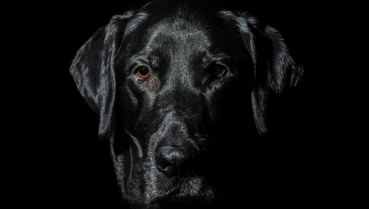 Black Labrador Retriever's head against a black background, with warm amber eyes gazing directly at the camera.