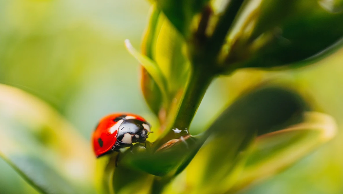 A bright red ladybug with black spots perched on a green plant stem with blurred foliage background.