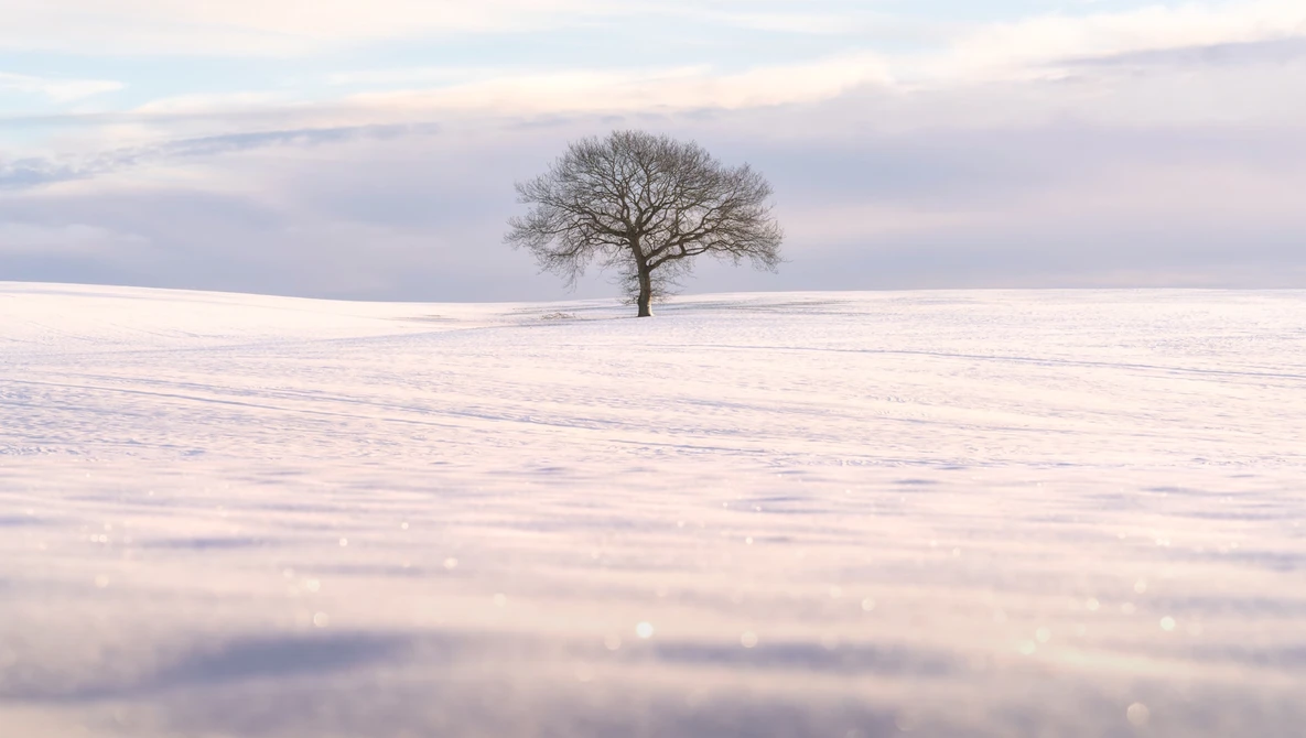 Solitary bare tree standing in an expansive snowy field under overcast sky.