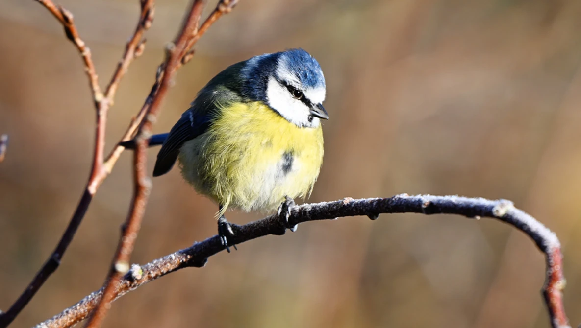 Blue tit perched on a thin branch with frost or lichen coating.