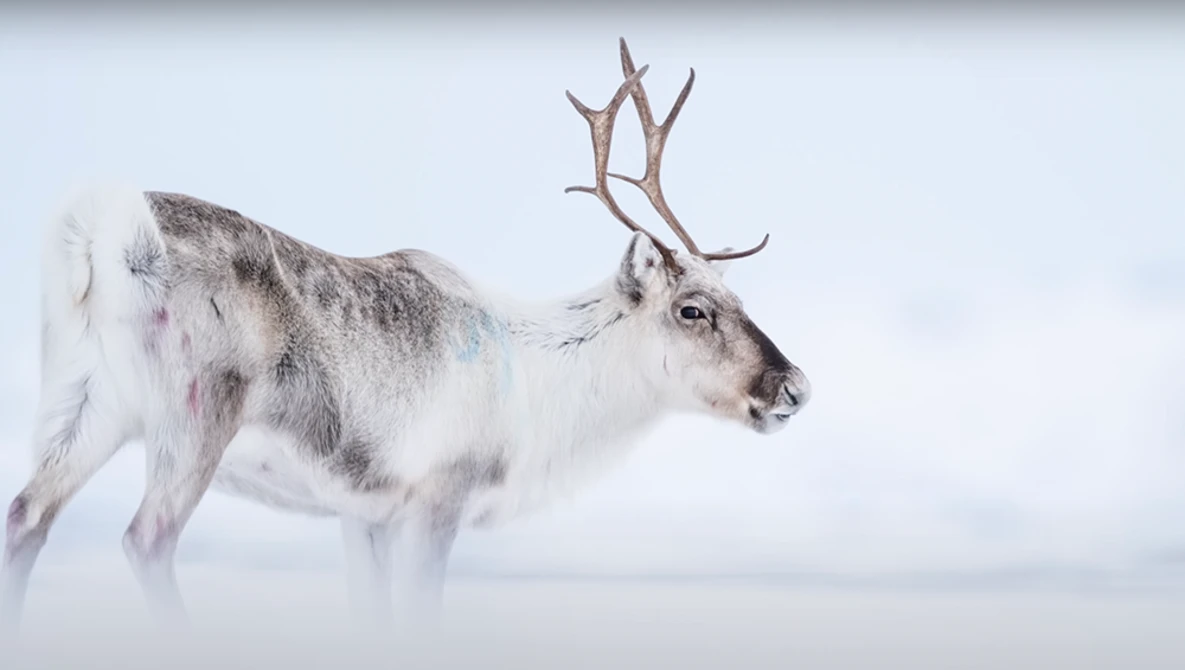 Reindeer with branching antlers standing in snow against an overcast sky.