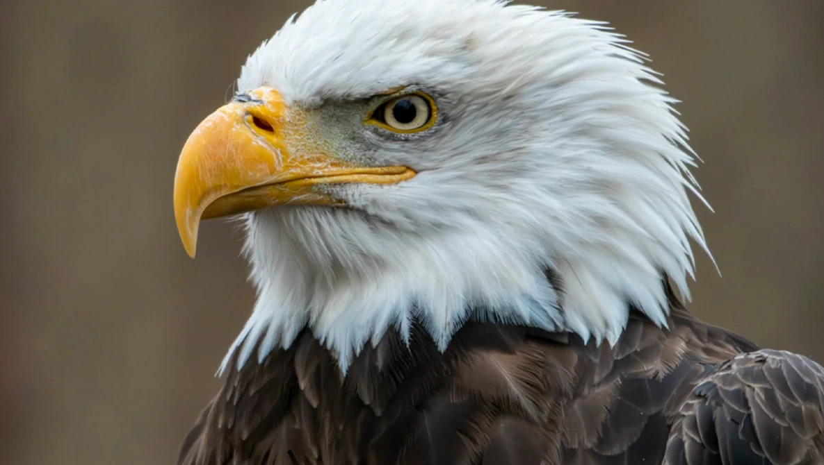 Bald eagle head in profile with white plumage, golden beak, and piercing yellow eye against neutral background.