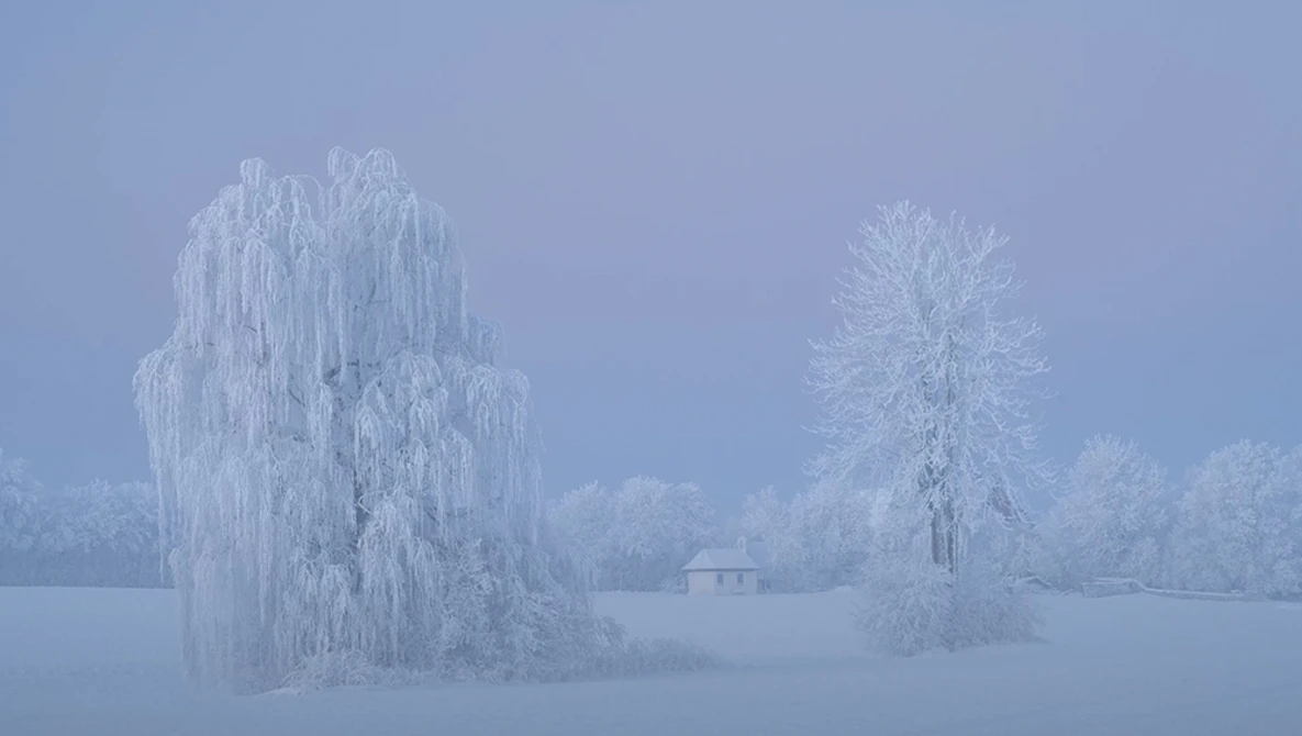 Snow-covered willow and birch trees in a frozen landscape under pale winter sky.
