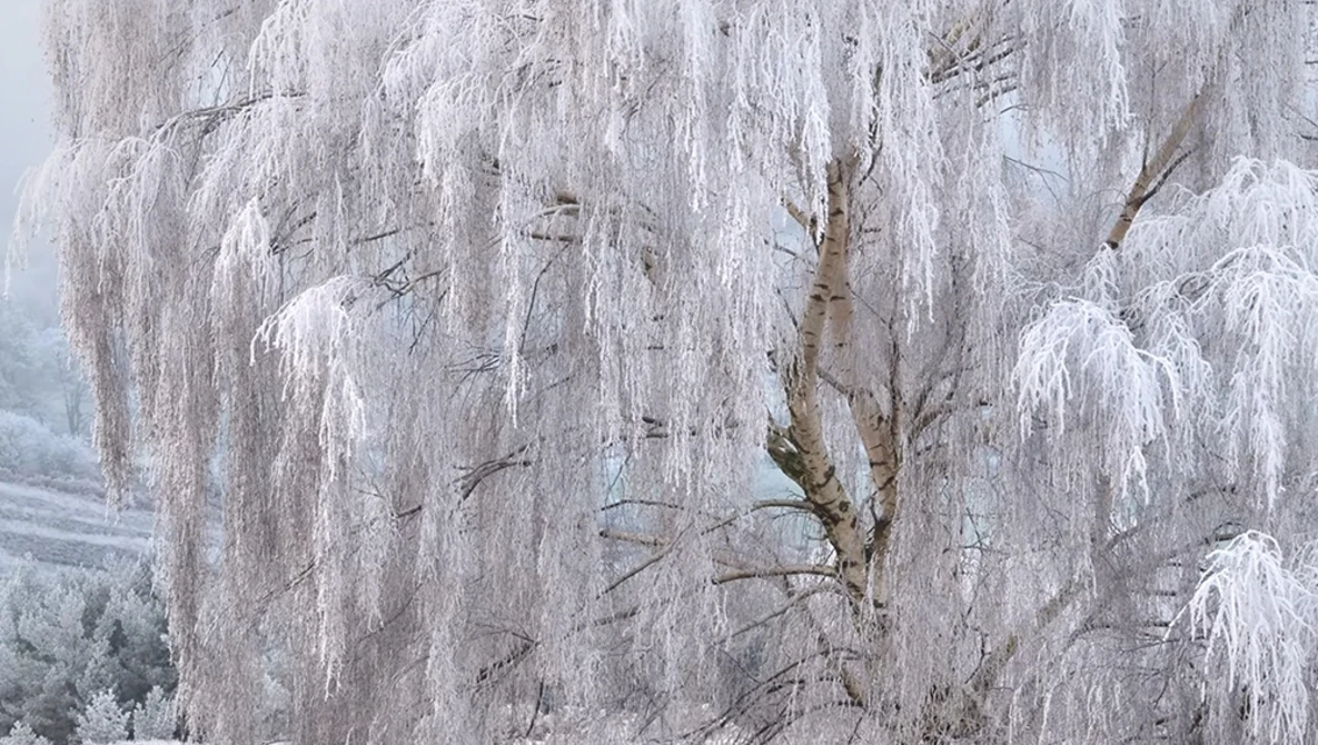 Frost-covered birch trees with drooping branches laden with white ice crystals in winter landscape.