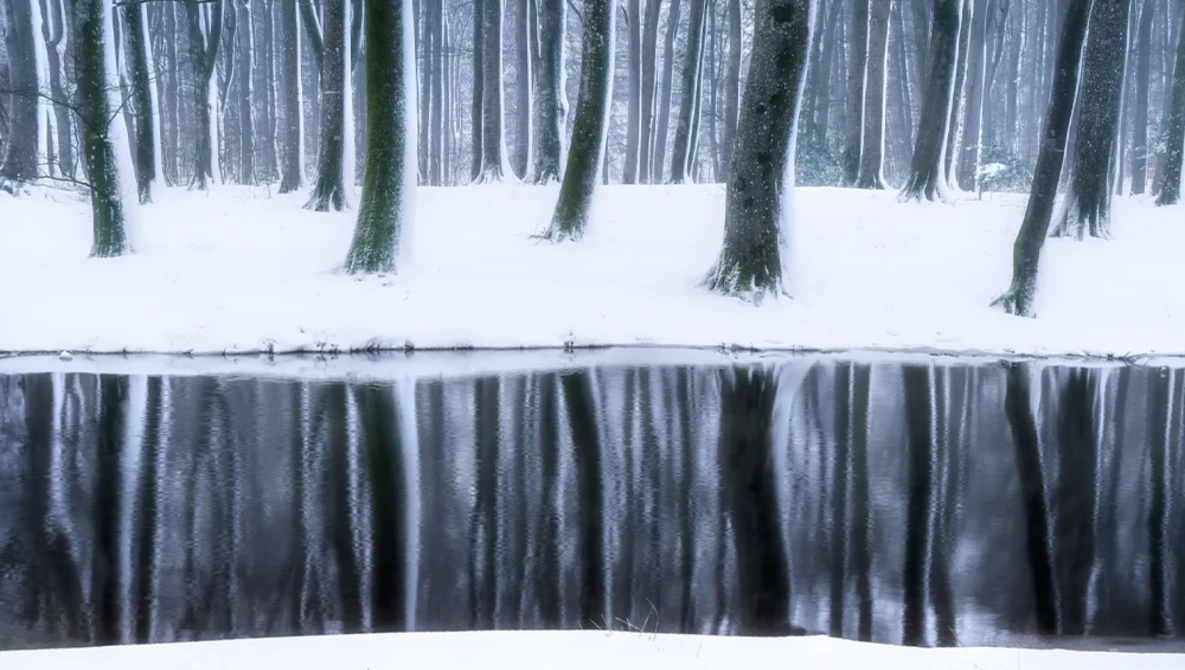 Snow-covered forest with tall evergreen trees reflected in still water below.