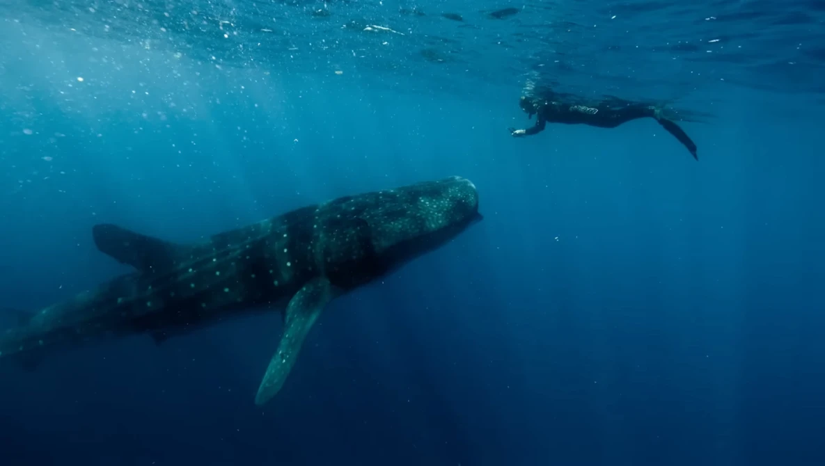 Sperm whale swimming underwater with a freediver in the background in deep blue ocean water.