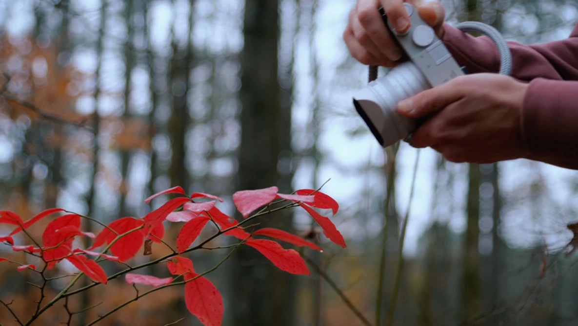 Photographer's hands holding a camera above vibrant red autumn leaves with blurred forest background.