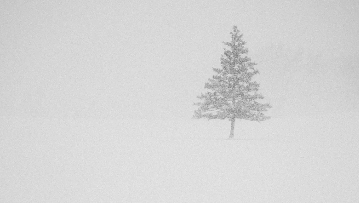 Solitary evergreen tree rendered in soft gray tones against a pale white background.