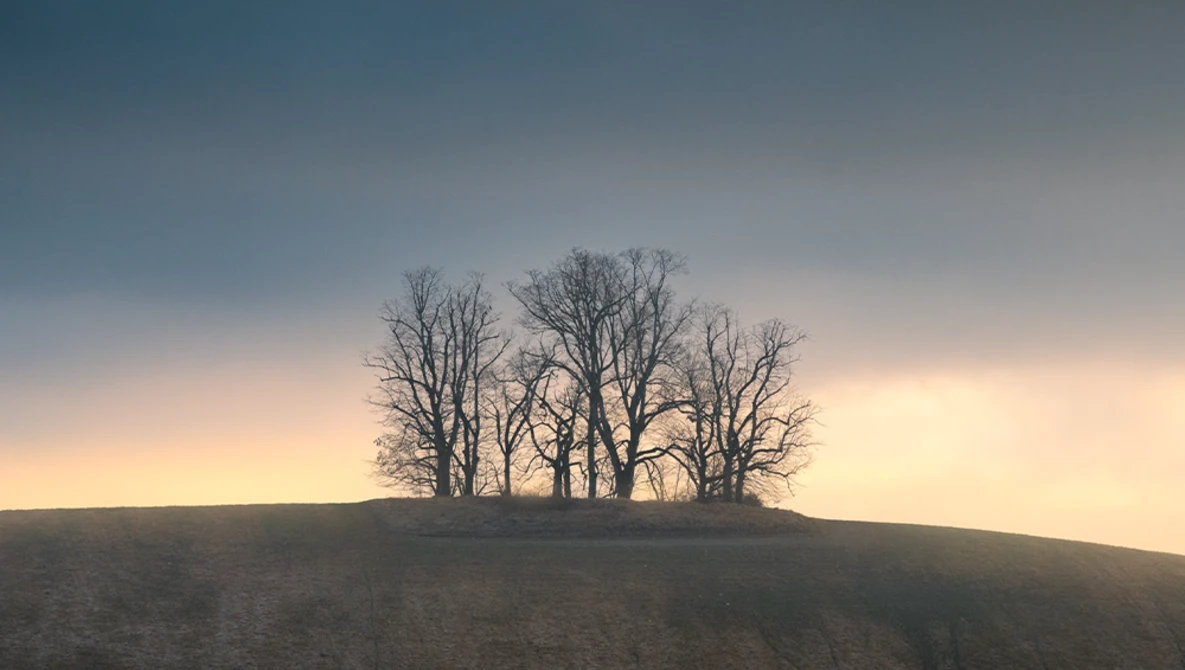 Silhouetted bare trees on a hillside against a twilight sky with warm and cool tones.