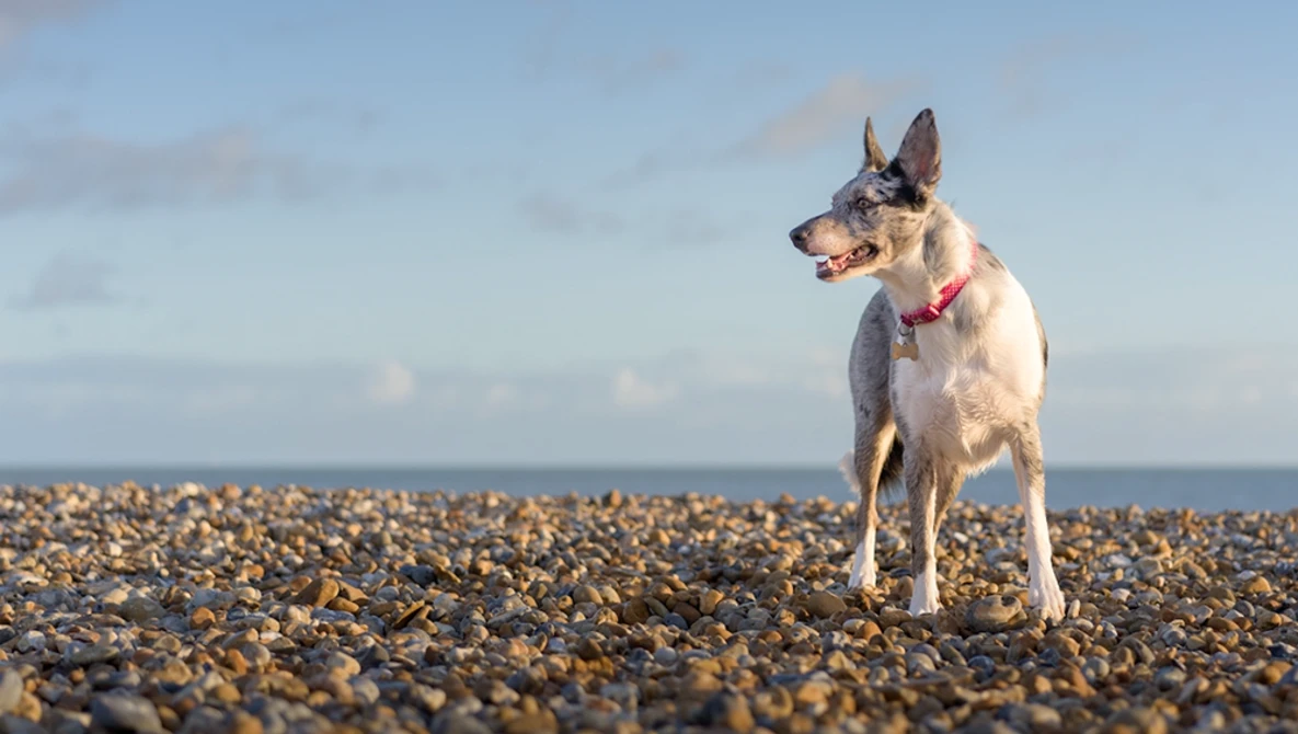 White and tan dog standing alert on a pebble beach with ocean horizon behind.