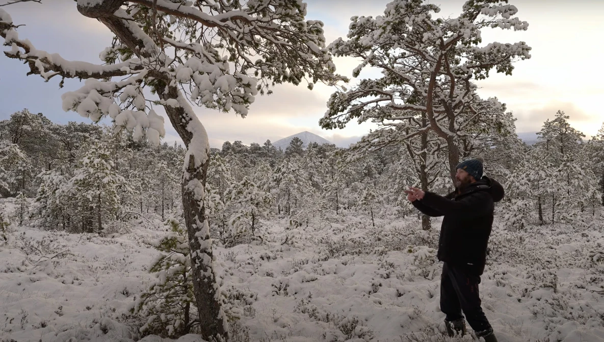 Person in dark clothing standing beside snow-laden pine tree in expansive winter forest landscape.