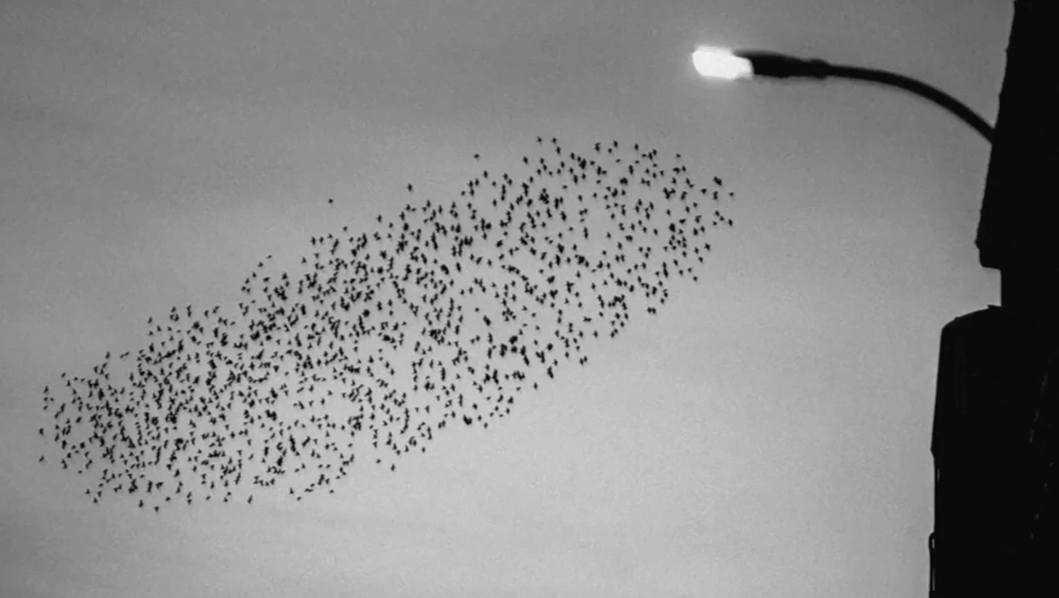 Large flock of birds flying in formation against an overcast sky at dusk, with a street lamp and building silhouette visible.