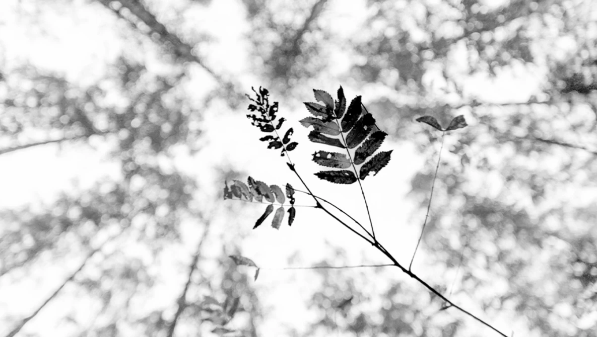 Upward view of delicate tree branches with compound leaves silhouetted against a bright, cloudy sky.