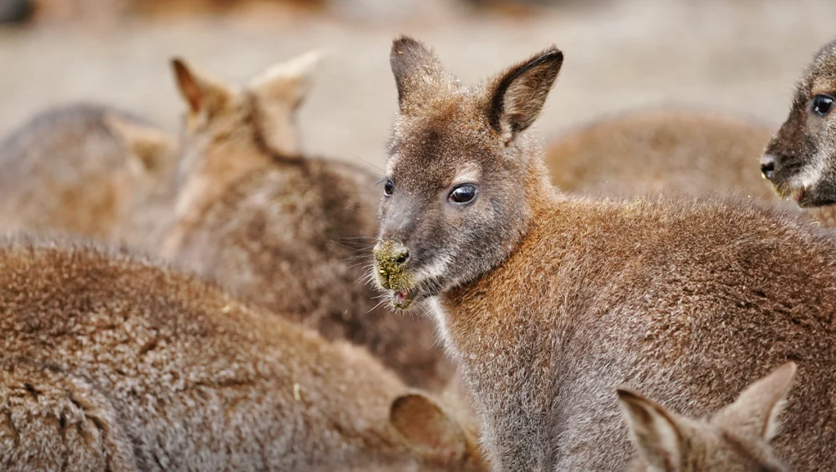 Group of deer with tan and gray coats grazing together in a sandy area.