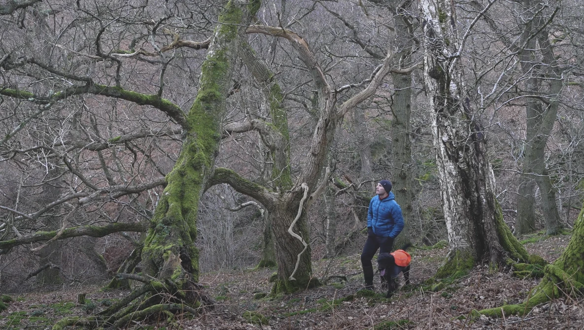 Two hikers exploring a dense forest with moss-covered trees and bare winter branches.