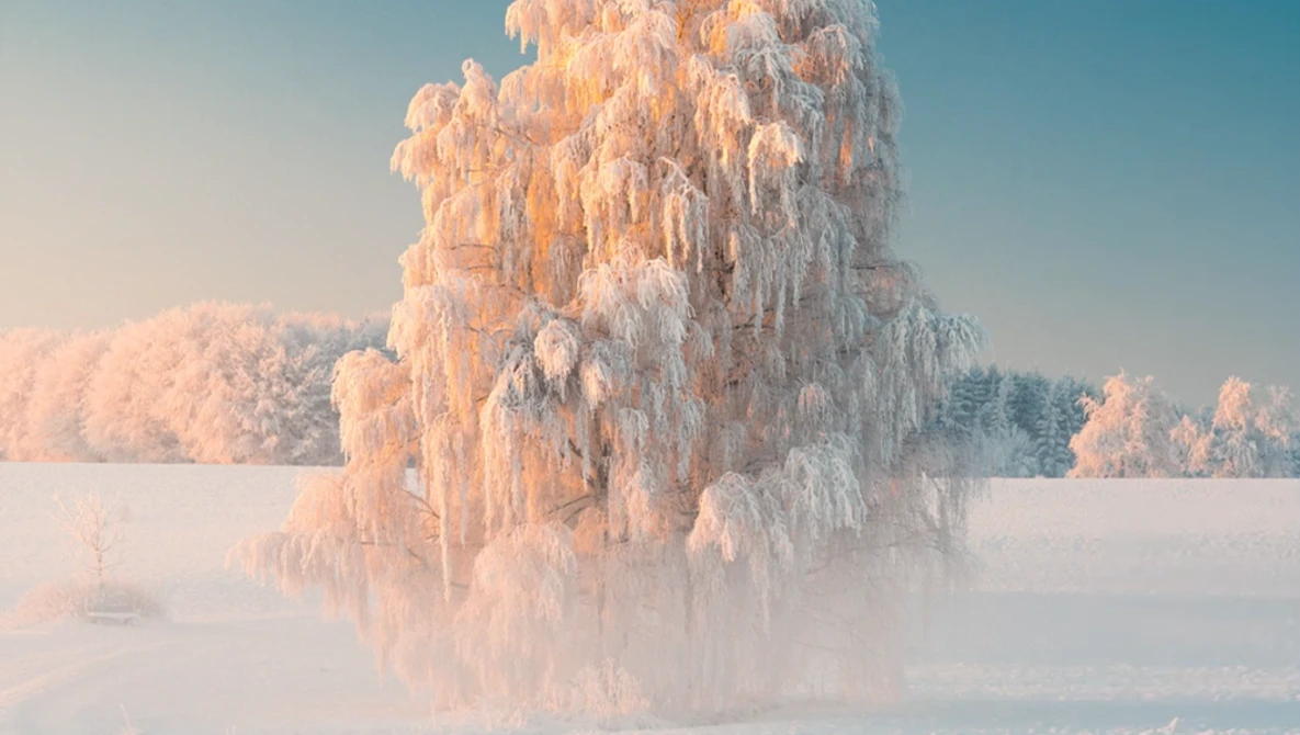 Frost-covered birch tree rising from misty snowy landscape under clear blue sky.