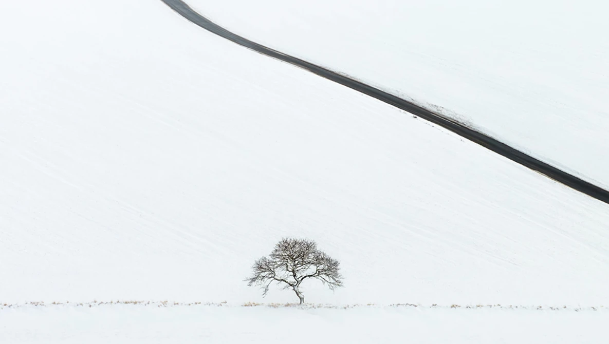 Solitary bare tree in a snow-covered field beneath an overcast sky with a curved dark line crossing the upper frame.