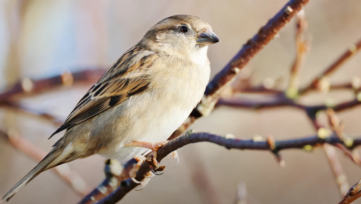 Small songbird with pale plumage and streaked wings perched on a thin branch.