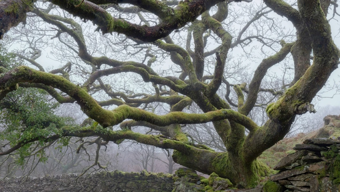 Gnarled tree with moss-covered trunk and bare branches against misty landscape.