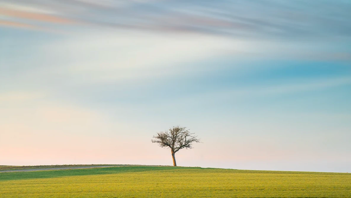 Solitary bare tree standing in a vast green field under a partly cloudy sky.