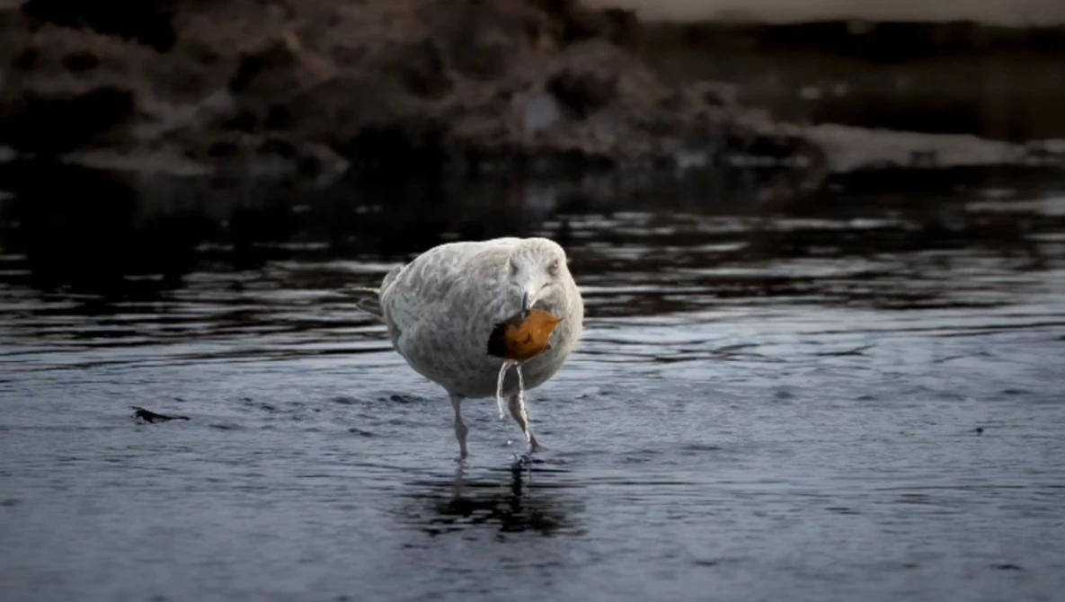 White bird with orange-red breast standing in shallow water, head slightly lowered.