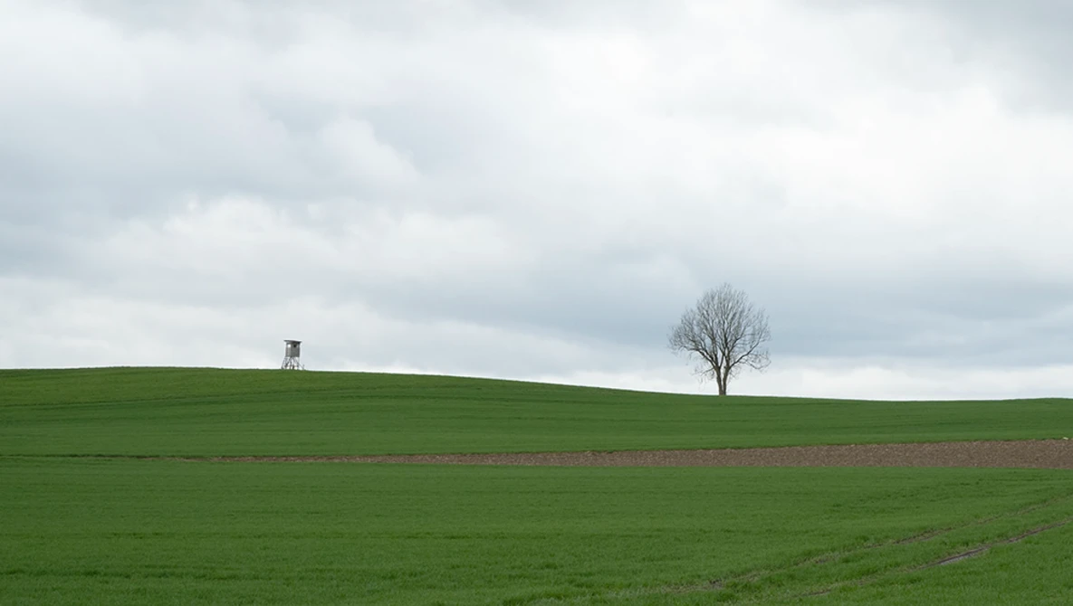 Minimalist landscape with a solitary bare tree and distant structure on a green hillside under overcast sky.
