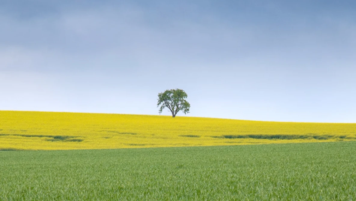 Solitary tree standing on a hillside dividing yellow and green fields under blue sky.