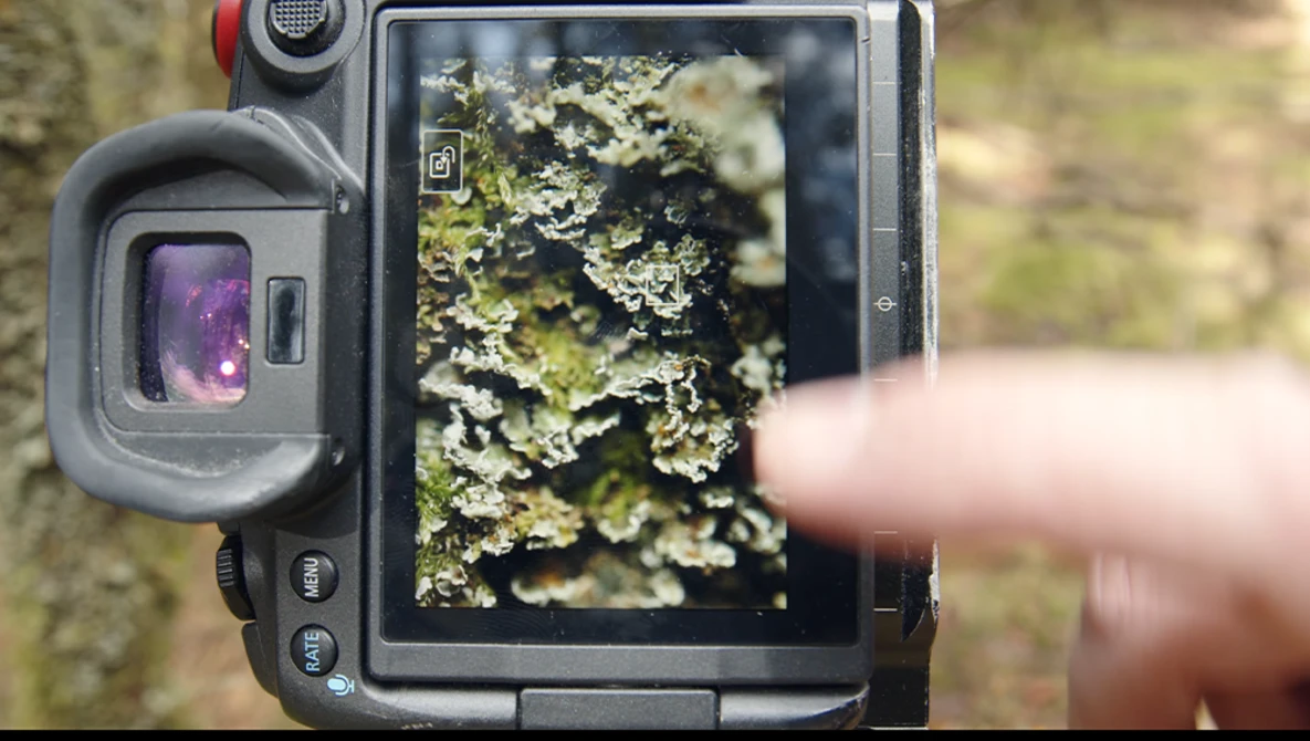 Thermal camera displaying close-up of lichen-covered tree bark with heat signature visualization on screen.