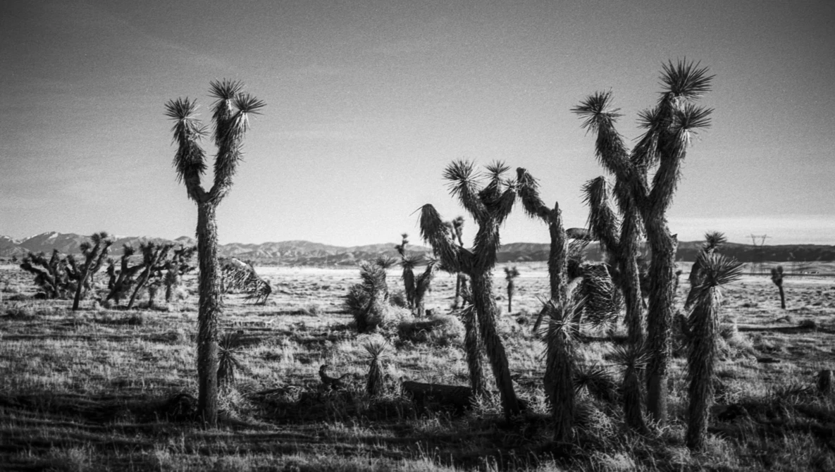 Joshua trees scattered across an arid desert landscape in black and white.