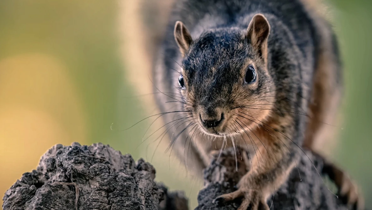 Fox squirrel perched on a textured rock, looking directly at the camera with alert expression.