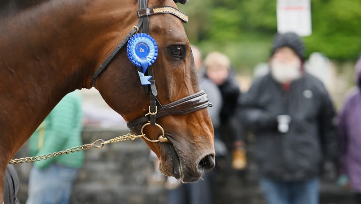 Brown horse wearing a blue ribbon rosette and leather halter at an outdoor event.