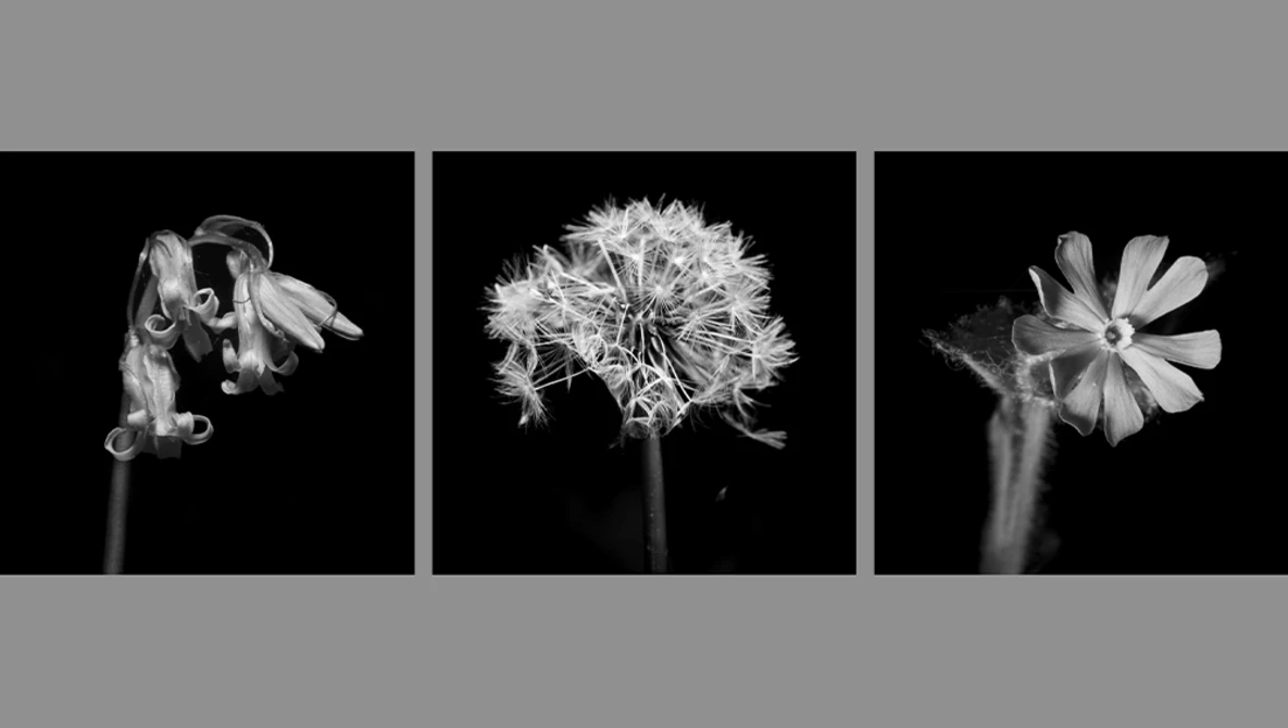 Three black and white botanical studies showing wilted flower petals, seed head, and open blooms against dark backgrounds.