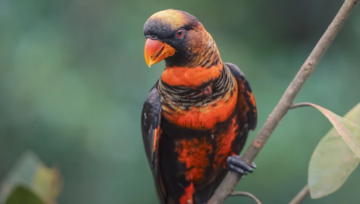 Rainbow lorikeet perched on a branch, displaying vibrant red and blue plumage against a soft green background.