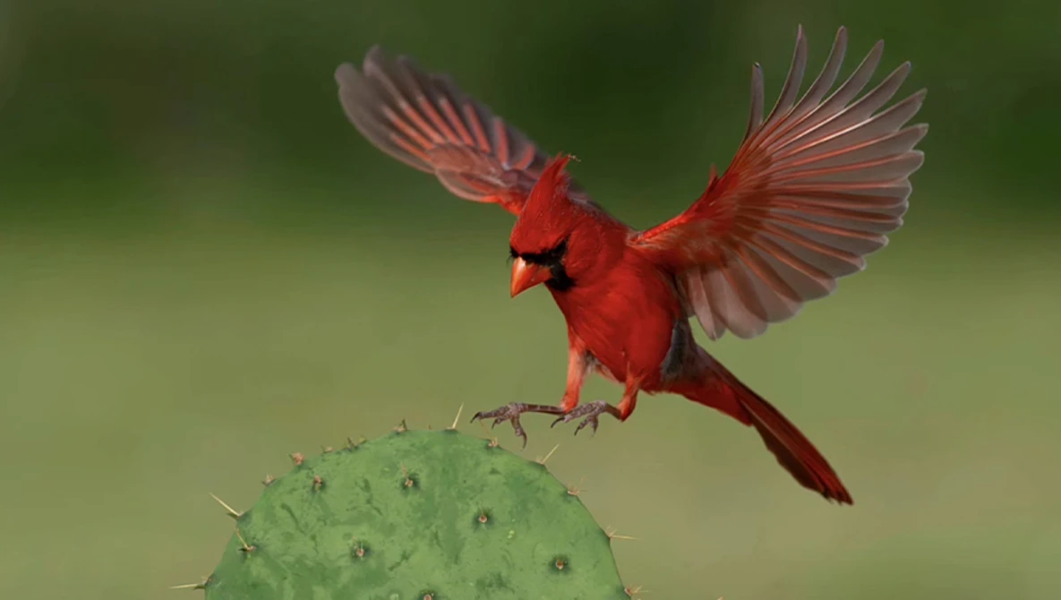 Northern cardinal in flight with wings spread, landing on a prickly pear cactus against a soft green background.