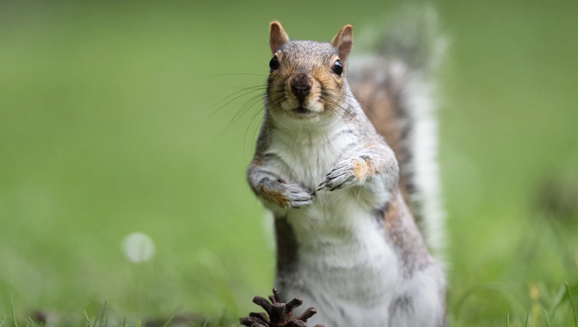 Eastern fox squirrel standing upright on hind legs on grass, looking directly at camera.