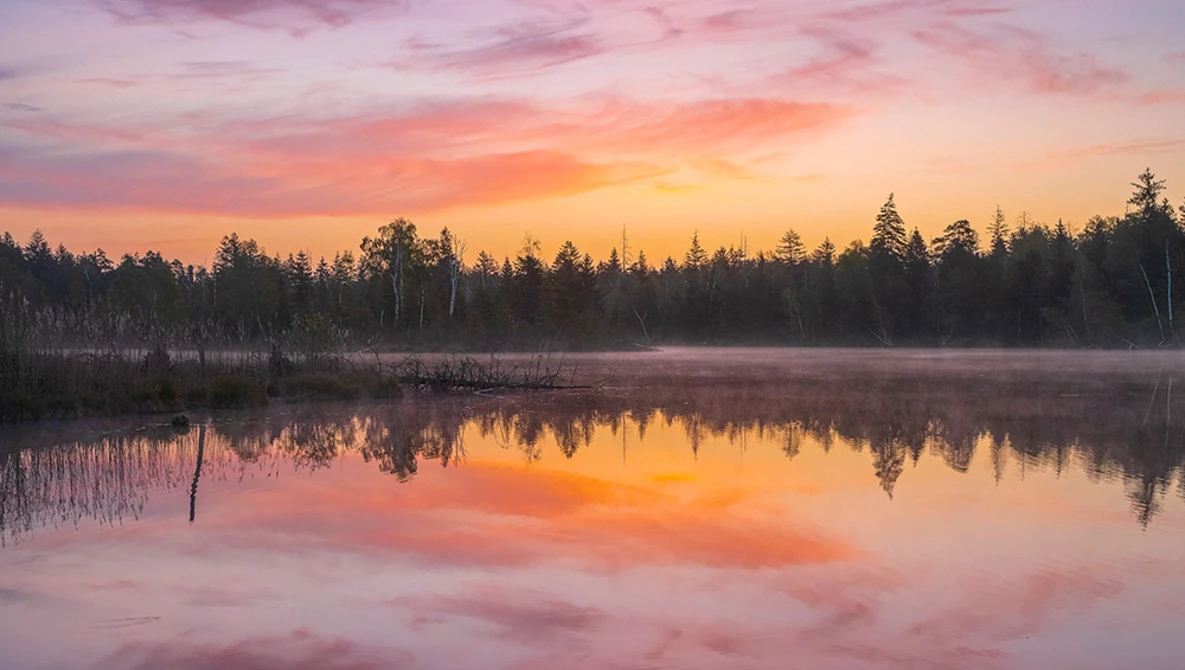 Sunrise over a still lake with coniferous forest and misty shoreline reflected in calm water.